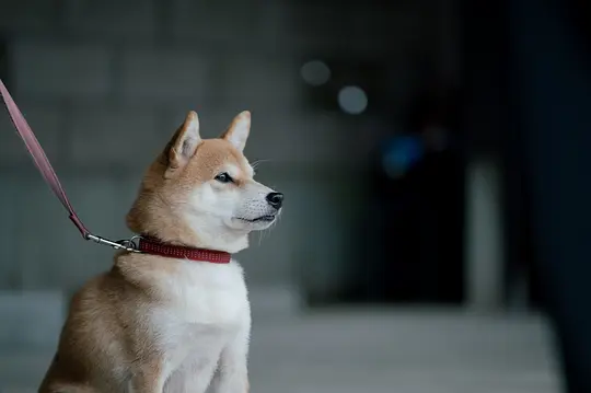 电影剧照